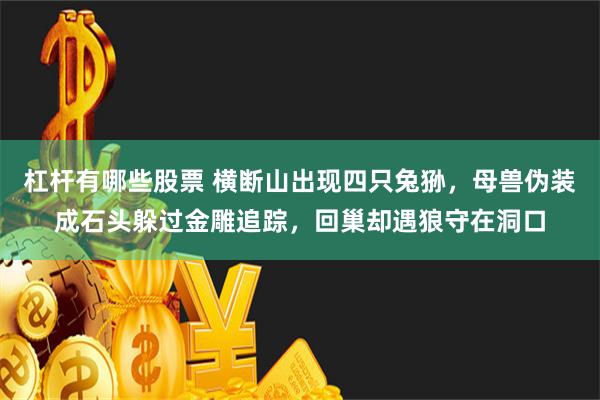 杠杆有哪些股票 横断山出现四只兔狲，母兽伪装成石头躲过金雕追踪，回巢却遇狼守在洞口